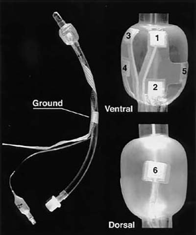 X-ray image