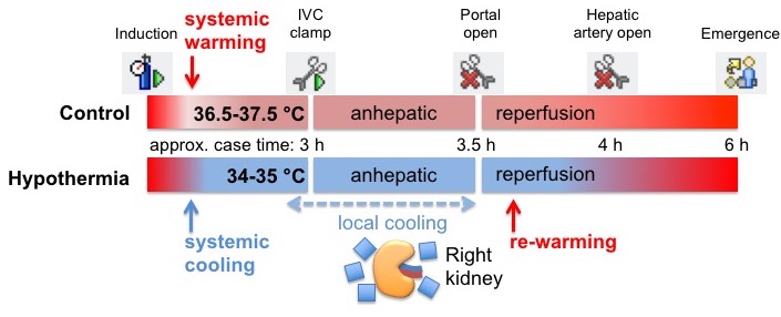 Transplant Anesthesia Research Group diagram