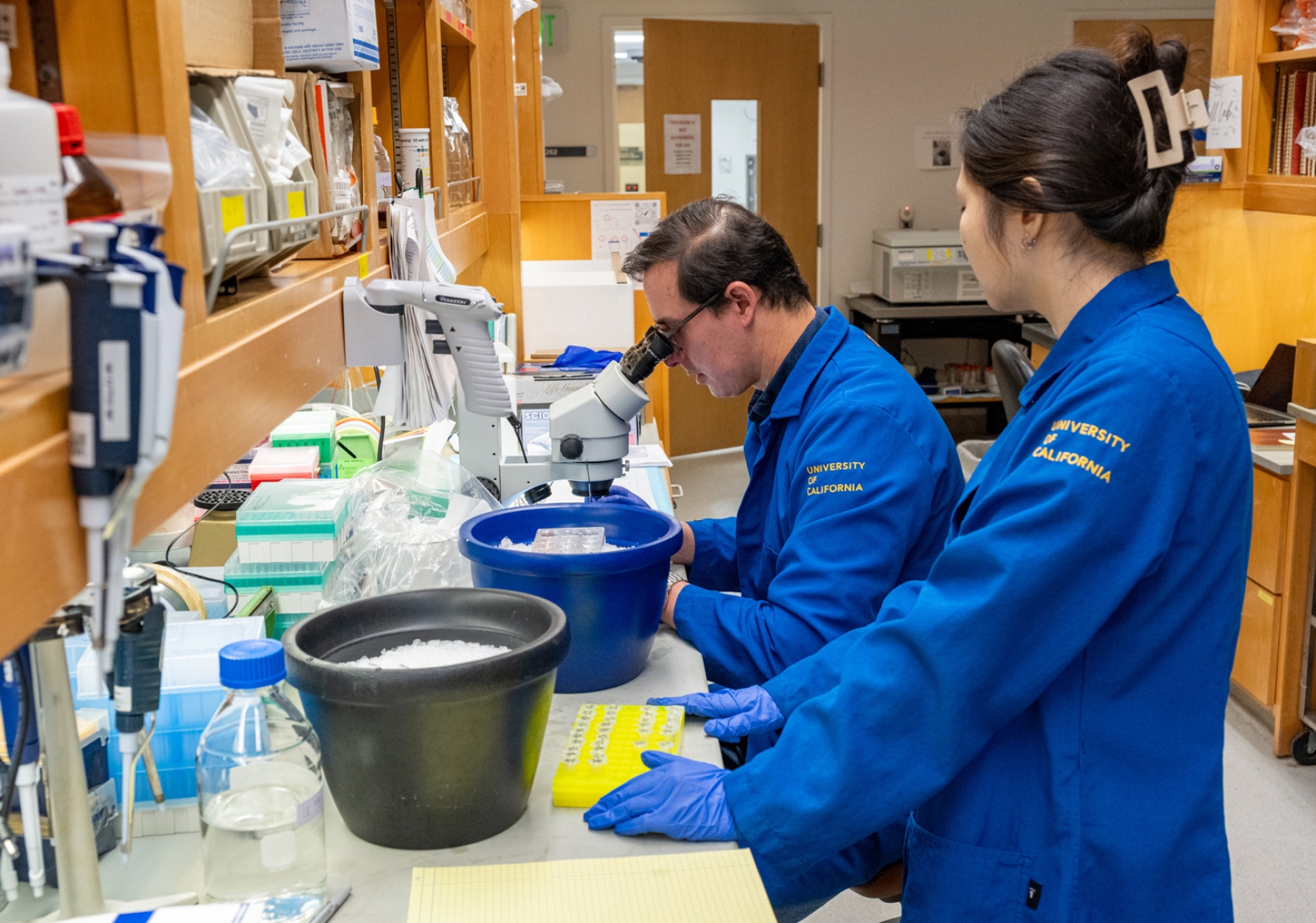Two people wearing blue lab coats working at a lab bench. One looking into a microscope while the other looks on.